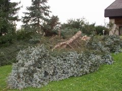 phoca_thumb_l_l014.jpg